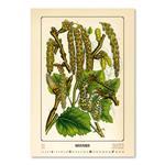 Nástěnný kalendář 2022 - Herbarium