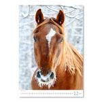 Nástěnný kalendář 2022 - Horses Dreaming