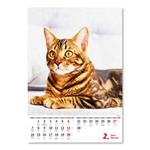 Nástěnný kalendář 2022 - Kočičky/Mačičky