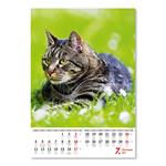 Nástěnný kalendář 2022 - Kočičky/Mačičky