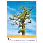 Nástěnný kalendář 2022 Stromy