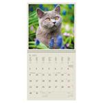 Nástěnný kalendář 2023 - Cats