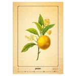 Nástěnný kalendář 2023 - Herbarium