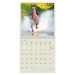 Nástěnný kalendář 2023 - Horses