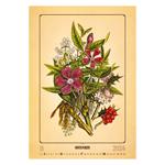 Nástěnný kalendář 2024 - Herbarium