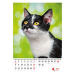 Nástěnný kalendář 2024 - Kočičky/Mačičky