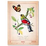 Nástěnný kalendář 2026 - Aviarium