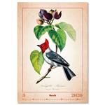 Nástěnný kalendář 2026 - Aviarium