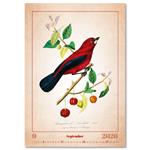 Nástěnný kalendář 2026 - Aviarium