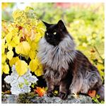 Nástěnný kalendář 2026 - Cats
