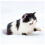 Nástěnný kalendář 2026 - Cats