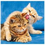 Nástěnný kalendář 2026 - Cats