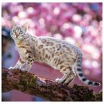 Nástěnný kalendář 2026 - Cats