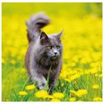 Nástěnný kalendář 2026 - Cats