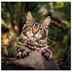 Nástěnný kalendář 2026 - Cats