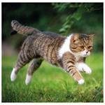 Nástěnný kalendář 2026 - Cats