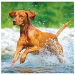 Nástěnný kalendář 2026 - Dogs