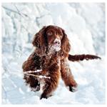 Nástěnný kalendář 2026 - Dogs
