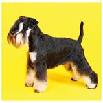 Nástěnný kalendář 2026 - Dogs
