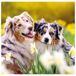 Nástěnný kalendář 2026 - Dogs