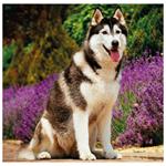 Nástěnný kalendář 2026 - Dogs