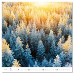 Nástěnný kalendář 2026 - Forest/Wald/Les