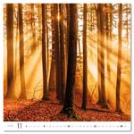 Nástěnný kalendář 2026 - Forest/Wald/Les