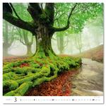 Nástěnný kalendář 2026 - Forest/Wald/Les