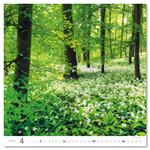Nástěnný kalendář 2026 - Forest/Wald/Les