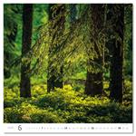 Nástěnný kalendář 2026 - Forest/Wald/Les