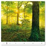 Nástěnný kalendář 2026 - Forest/Wald/Les