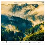 Nástěnný kalendář 2026 - Forest/Wald/Les