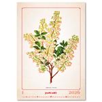 Nástěnný kalendář 2026 - Herbarium
