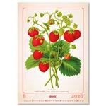 Nástěnný kalendář 2026 - Herbarium
