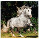 Nástěnný kalendář 2026 - Horses