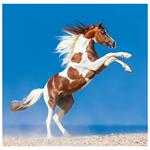 Nástěnný kalendář 2026 - Horses