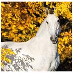 Nástěnný kalendář 2026 - Horses