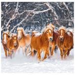 Nástěnný kalendář 2026 - Horses
