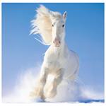 Nástěnný kalendář 2026 - Horses
