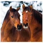 Nástěnný kalendář 2026 - Horses