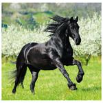 Nástěnný kalendář 2026 - Horses