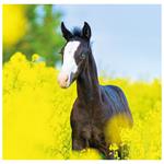 Nástěnný kalendář 2026 - Horses