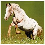 Nástěnný kalendář 2026 - Horses
