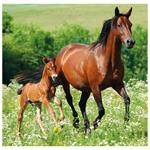 Nástěnný kalendář 2026 - Horses