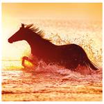 Nástěnný kalendář 2026 - Horses