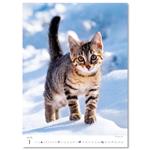 Nástěnný kalendář 2026 - Kittens/Katzenbabys/Koťátka/Mačičky