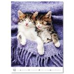 Nástěnný kalendář 2026 - Kittens/Katzenbabys/Koťátka/Mačičky