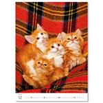 Nástěnný kalendář 2026 - Kittens/Katzenbabys/Koťátka/Mačičky