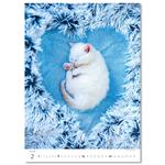 Nástěnný kalendář 2026 - Kittens/Katzenbabys/Koťátka/Mačičky