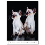 Nástěnný kalendář 2026 - Kittens/Katzenbabys/Koťátka/Mačičky